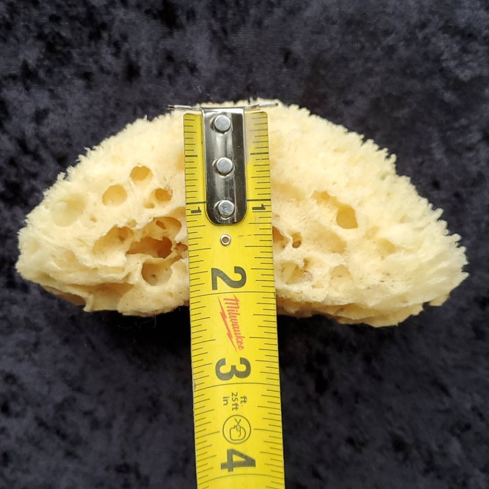 Natural Sponge - Picture 7 of 7